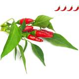 Click and Grow Krukor, Plantor & Odling Click and Grow Smart Garden Piri Piri Chili Pepper Refill 3 pack