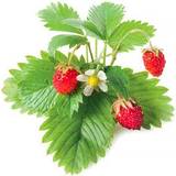 Click and Grow Krukor, Plantor & Odling Click and Grow Smart Garden Strawberry Refill 3-pack