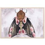 Fjärilar - Multifärgade Inredningsdetaljer That's Mine A Moth's Beauty Poster