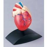Badkarsleksaker Anatomisk model Hjärta 1:1