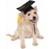 Husdjur - Svart Huvudbonader Rubies Graduation Hat for Dog & Cat Costume