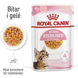 Royal canin kitten sterilised Royal Canin Kitten Sterilised Jelly