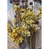 Gula Posters Venture Home Bouquet Poster 70x100cm
