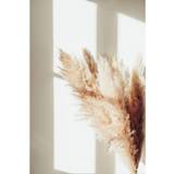 Posters Venture Home Poster Pampas Beige Poster 50x70cm