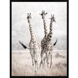 Polyester Tavlor & Posters Estancia Poster 30x40 nature giraffes