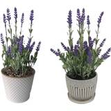 Keramik Konstgjorda växter Dkd Home Decor Lavendel Keramik PE Konstgjord växt