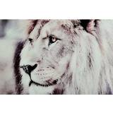 Metall Posters Nordic Furniture Lion Poster 120x80cm