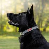 Siccaro Hundhalsband & Selar Husdjur Siccaro Sealines Dog Collar Silver S6011