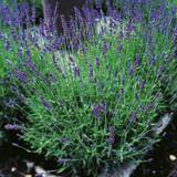 Växter Lavendel OMNIA GARDEN Lavandula angustifolia 'Hidcote' 10-pack