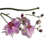 Lila Väggdekor Barnrum Komar Väggklistermärke Orchidee