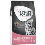 Concept for Life Maine Coon Kitten förbättrad