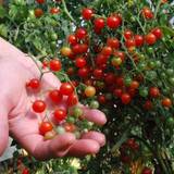Krukväxter Organic Rib Tomato