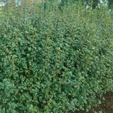 Skuggigt Häckplantor @Plant Ribes Alpinum Schmidt 50-pack