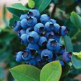 Frukt- & Bärfröer @Plant Hybrid Blueberry 30-40 cm