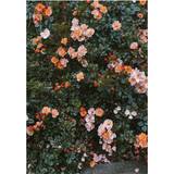 Fine Little Day Rose poster 70x100