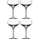 Glas Champagneglas Orrefors More Coupe Champagneglas 21cl 4st