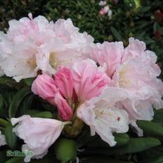 Rhododendron & Azalea Rhododendron Yakushimanum Koichiro Wada
