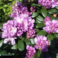Rhododendron & Azalea Rhododendron Catawbiense Grandiflorum