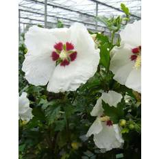 Sommarblommor Hibiscus syriacus 'Red Heart'