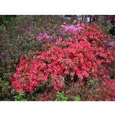 Rhododendron ‘Scarlet Wonder’