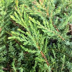 Häckplantor Juniperus Communis