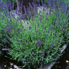Sommarblommor Lavendel OMNIA GARDEN Lavandula angustifolia 'Hidcote' 10-pack