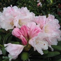 Rhododendron Yakushimanum Koichiro Wada