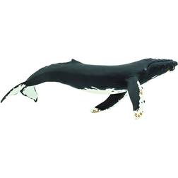 Safari Humpback Whale 210002