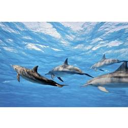 Dolphins 375x250 cm