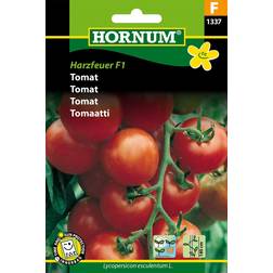 Hornum Tomat 'Harzfeuer' F1 frö