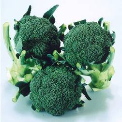 Johnson's Broccoli 'Matsuri' F1