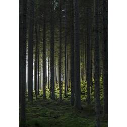 Venture Home Poster Woods 21x30 Poster