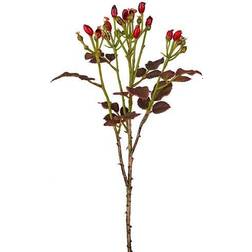 Mr Plant Nypon, Röd, 50 Doftljus