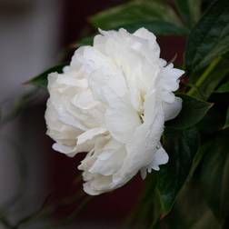 Paeonia lactiflora 'Shirley Temple', 2L, 8-pack