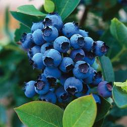 @Plant Hybrid Blueberry 30-40 cm