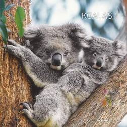 Alpha Koalas 2024 Broschürenkalender 30x30 30x60 geöffnet