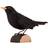 Wild Life Garden Deco Bird Common Blackbird Prydnadsfigur 10cm