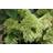 Hydrangea Paniculata 'Limelight'