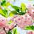 Ideal Decor Murals Sakura Blossom (00133)