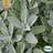 Eco Grow Fröpåse Kryddsalvia Salvia Officinalis