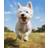 KY-link Korsstygn Broderikit Mercurial West Highland vit Terrier Hund