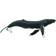 Safari Humpback Whale 210002