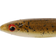 Daiwa Prorex Duckfin Shad 8.9cm Dirty Roach