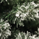 Nordic Winter Frost Artificial Green Julgran 150cm