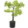 vidaXL Konstgjort bonsaiträd i kruka cypress 60 cm grön Julgran 60cm