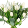 Blommor till begravning & kondoleanser White Tulips Buntar