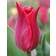 Lily tulip Tulipa Pieter de Leur